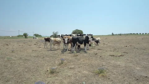 Cattle Grazing on Dry Field Stock Footage 282929638