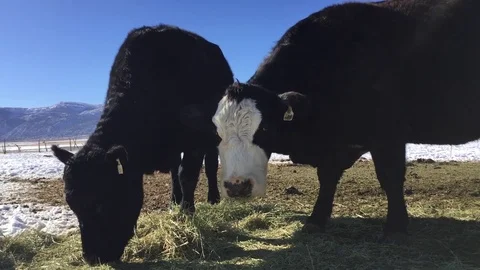 Cattle grazing, eating hay Stock-Footage 72165155