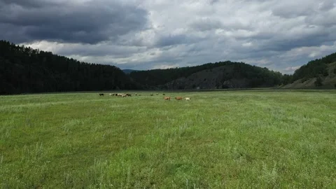 Cattle grazing in expansive green meadow 스톡 동영상 311022011