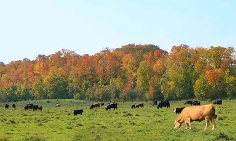 Cattle grazing in the Fall with closeup of charolais Fotos de archivo
