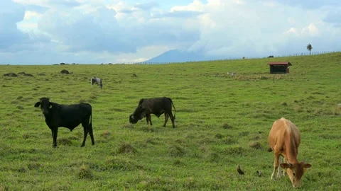 Cattle grazing on a farm on a cloudy day Stock Footage 154428368