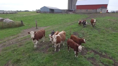 Cattle grazing on a Farm Stock Footage 82973480