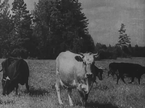 Cattle grazing on farm Video stock 229023194
