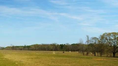 Cattle grazing in a field 2 Video stock 22346954