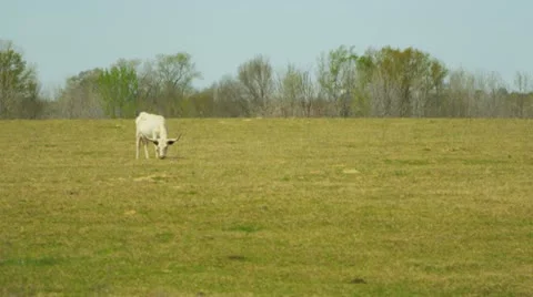 Cattle grazing in a field 3 Stock Footage 22346961