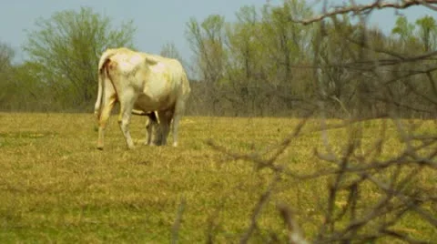 Cattle grazing in a field 4 Stock Footage 22347498