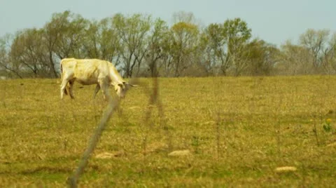 Cattle grazing in a field 5 Stock Footage 22347546