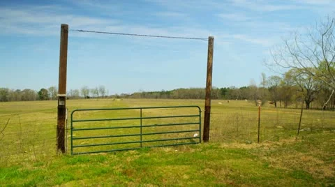 Cattle grazing in a field 6 Stock Footage 22347634