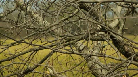 Cattle grazing in a field 7 Stock Footage 22347650