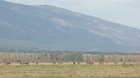 Cattle Grazing in Field Below Mountains Stock Footage 105980552