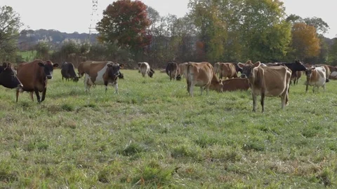 Cattle Grazing in a Field Stock Footage 81751876