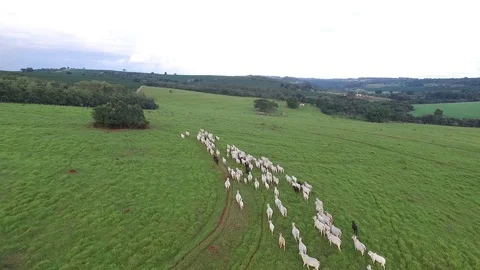 Cattle grazing in the field Stockbeeldmateriaal 88363747