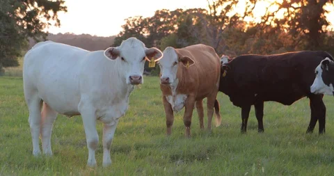 Cattle Grazing In Field Stock Footage 92318037