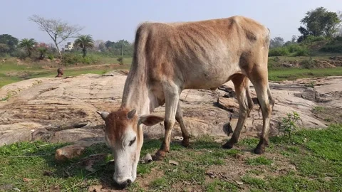 Cattle grazing in the field. Stock Footage 137773913