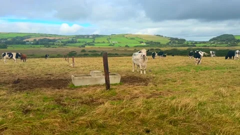 Cattle grazing in a field Stock Footage 345173159