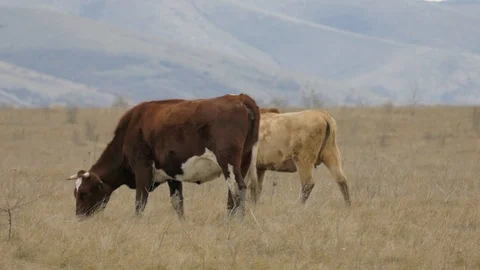 Cattle grazing in fields Stock Footage 100761373