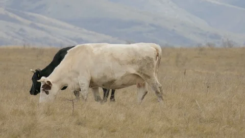 Cattle grazing in fields with grass Stock Footage 100762036