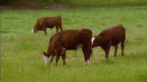 Cattle Grazing Stock Footage 341870