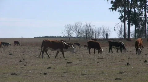 Cattle Grazing Stock Footage 641730