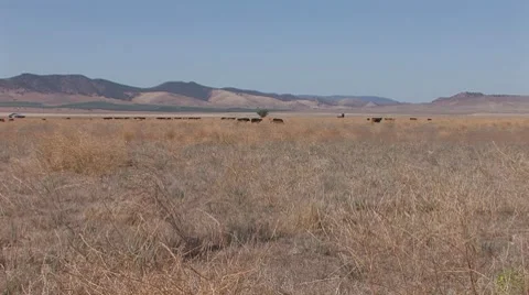 Cattle Grazing Stock Footage 8831135