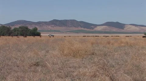 Cattle Grazing Stock Footage 8831206