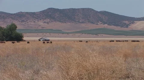 Cattle Grazing Stock Footage 8831254
