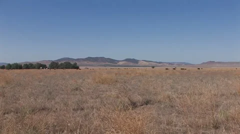 Cattle Grazing Stock Footage 8831294
