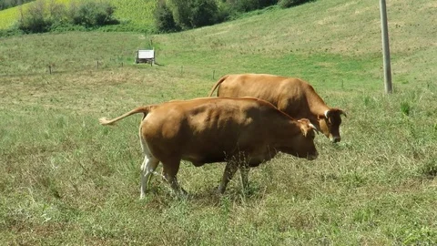 Cattle grazing Stock Footage 95036299