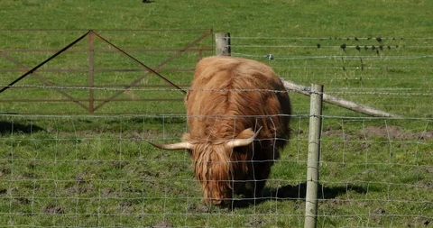 Cattle grazing Stock Footage 101345793