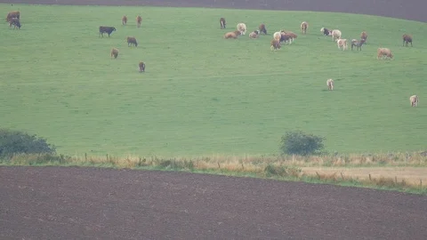 Cattle grazing Stock Footage 116550166
