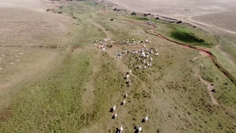 Cattle Grazing Stock Footage 166800909