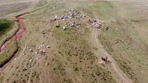 Cattle Grazing Video stock 166800928