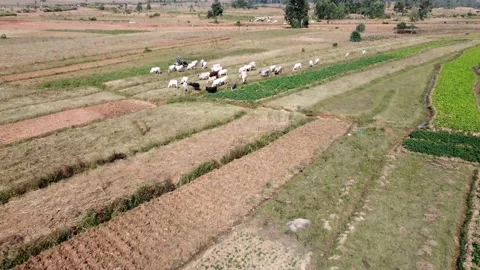 Cattle Grazing Stock Footage 166801374