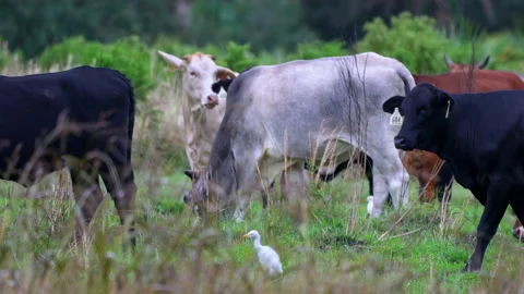 CATTLE GRAZING Stock Footage 228752792