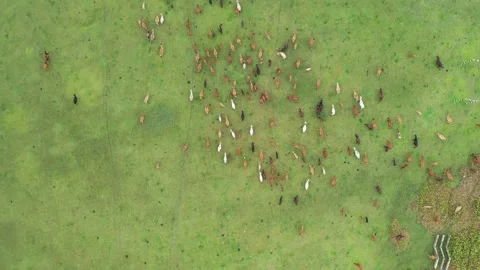 Cattle grazing Stock Footage 251581301