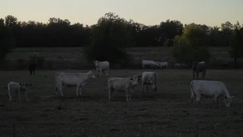 Cattle grazing Stock Footage 254198495