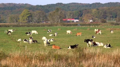 Cattle Grazing Stock-Footage 332360501
