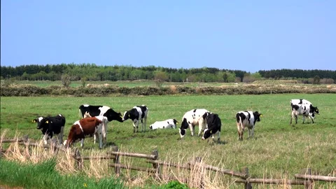 Cattle Grazing Video stock 332370497