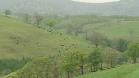 Cattle Grazing Stock Footage 332406883