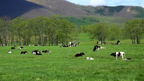 Cattle Grazing Video stock 333144982