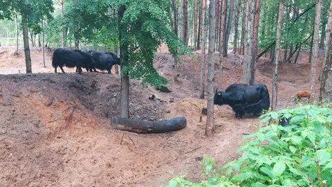 Cattle grazing in forested area during mid-afternoon light near the clearing Stock Footage 325052698
