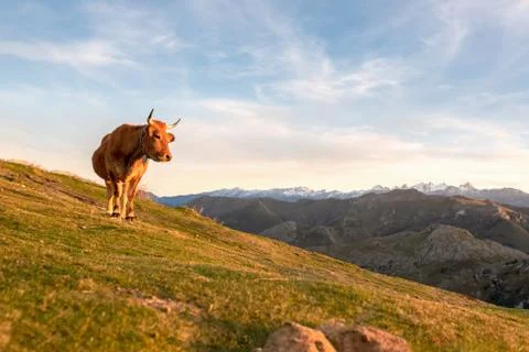 Cattle grazing free on the mountain. Stock Photos