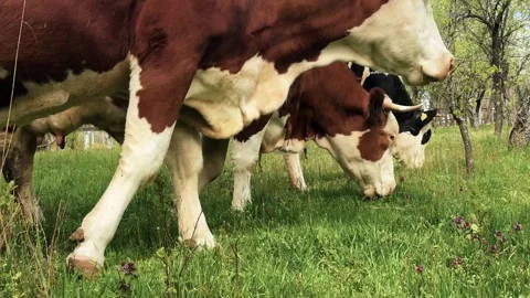 Cattle grazing fresh green grass on pastureland Vidéo 345256431