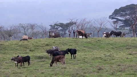 Cattle grazing on a freshly cleared patch of rain forest 動画素材 139101258