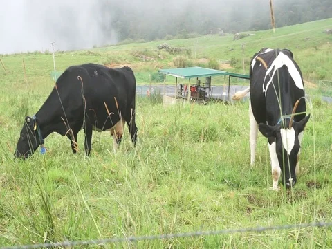 Cattle grazing grass Stock Footage 123758253