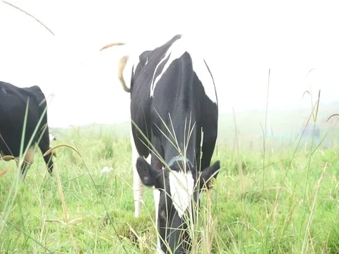 Cattle grazing grass Stock Footage 123758492