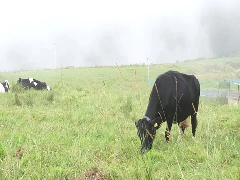 Cattle grazing grass Video stock 123758629
