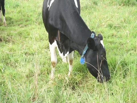 Cattle grazing grass Stock Footage 123759017