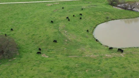 Cattle Grazing on Grass in a Pasture, Bryan, Texas, USA Stock Footage 129393890