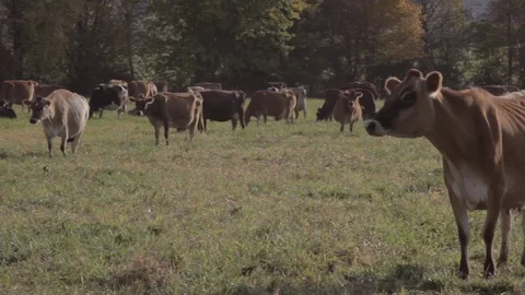 Cattle Grazing in a Grassy Field Stock Footage 81752292